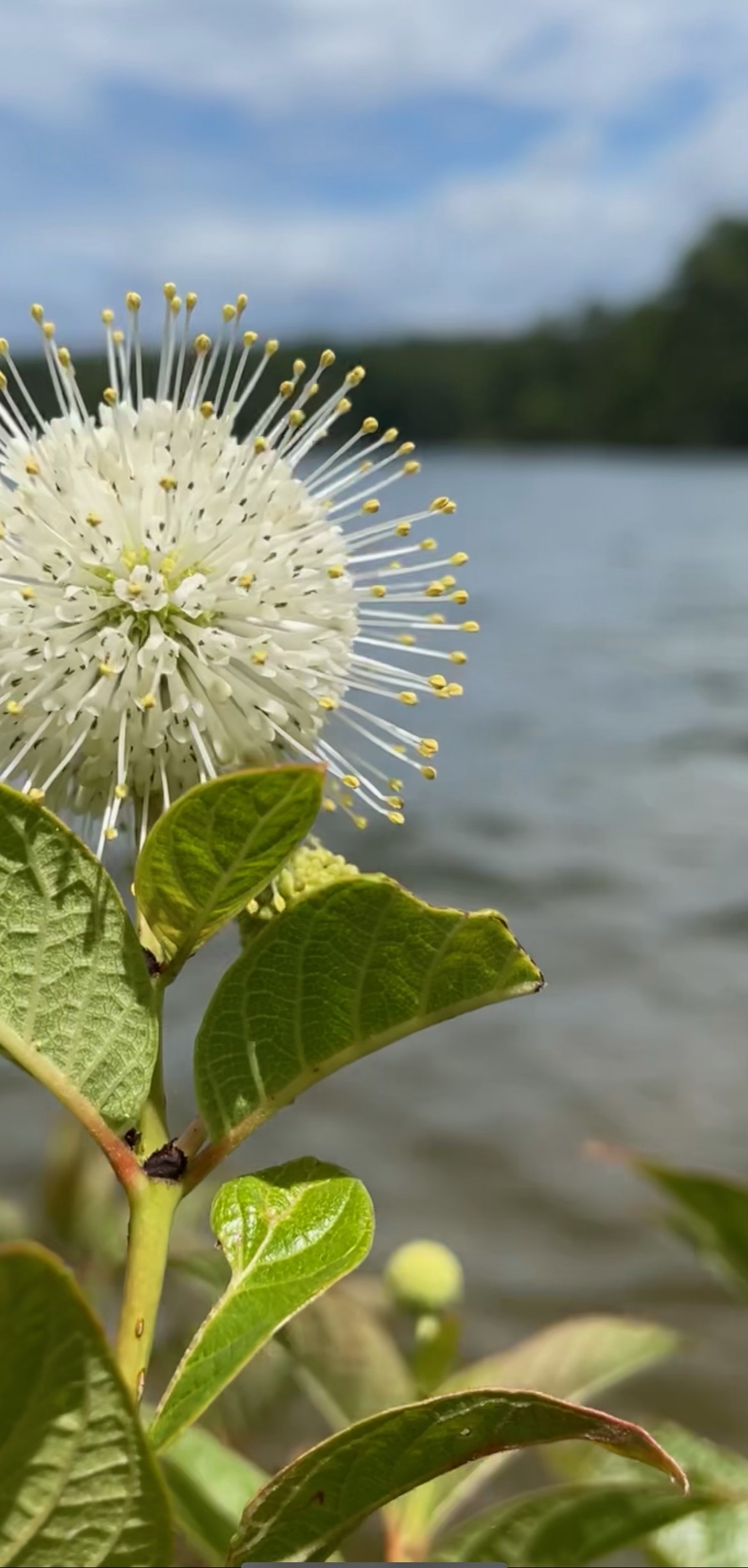 A flowering plant beside the lake in Abundance Point project photography